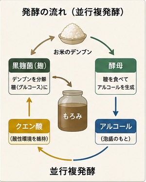 米のデンプン分解からクエン酸生成・アルコール発酵へ至る並行複発酵のサイクル図